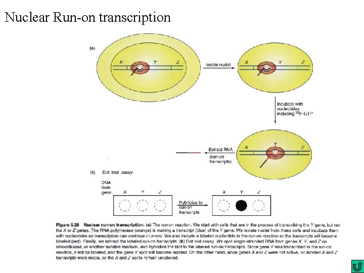 Nuclear Run-on transcription 