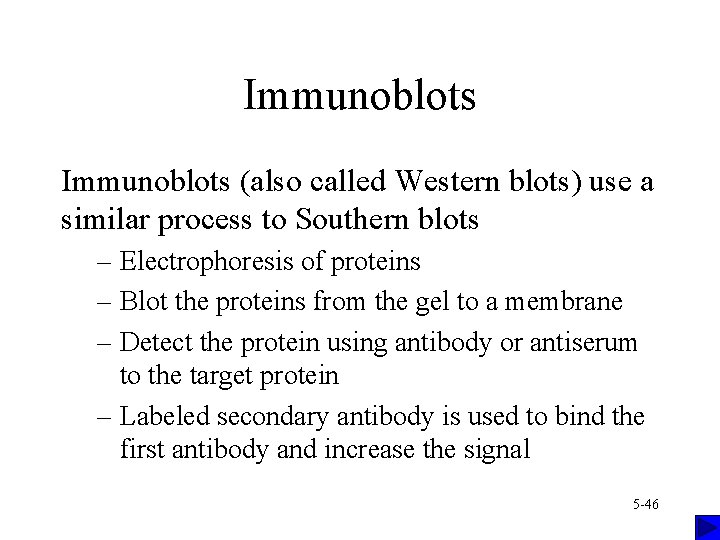 Immunoblots (also called Western blots) use a similar process to Southern blots – Electrophoresis Immunoblots (also called Western blots) use a similar process to Southern blots – Electrophoresis