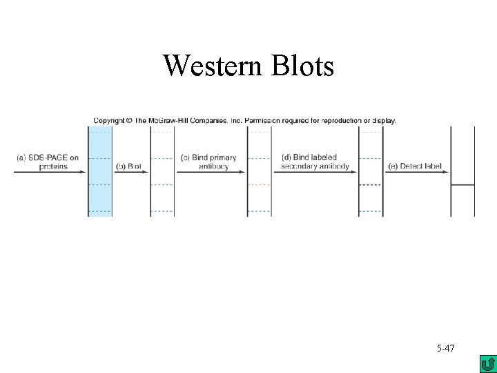 Western Blots 5 -47 Western Blots 5 -47
