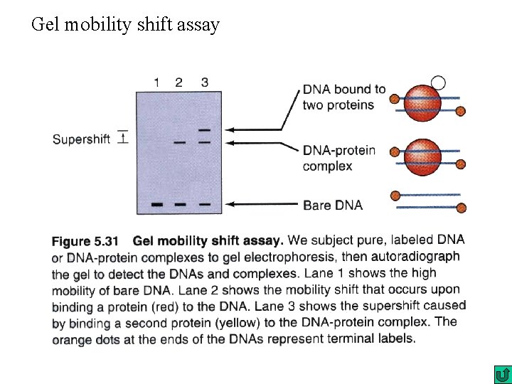 Gel mobility shift assay Gel mobility shift assay