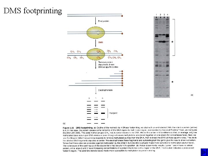 DMS footprinting DMS footprinting