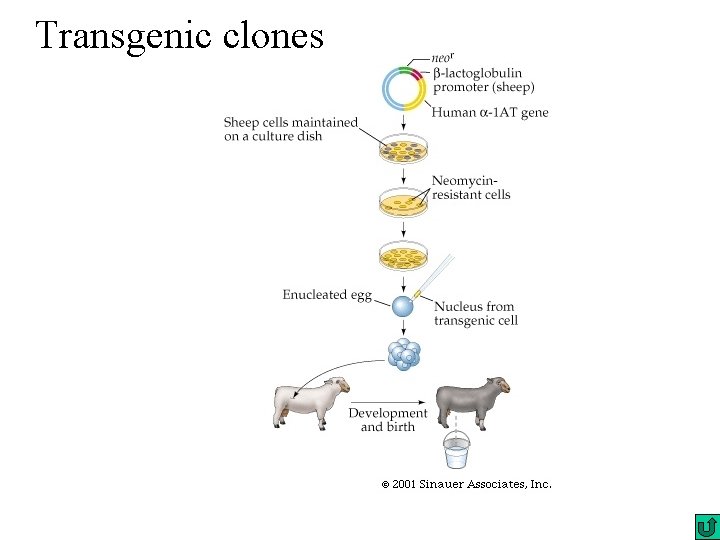 Transgenic clones Transgenic clones
