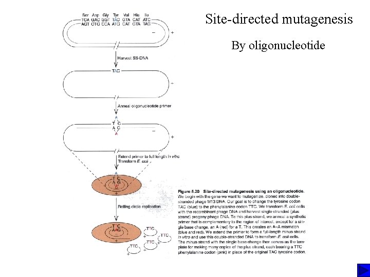 Site-directed mutagenesis By oligonucleotide Site-directed mutagenesis By oligonucleotide
