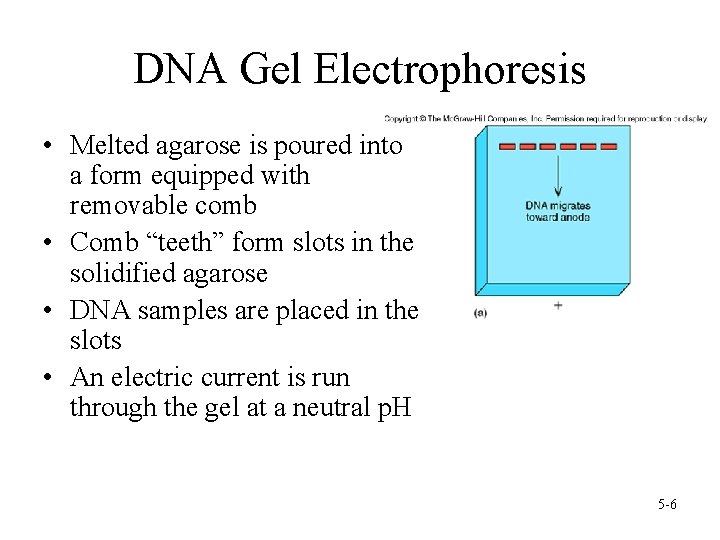 DNA Gel Electrophoresis • Melted agarose is poured into a form equipped with removable DNA Gel Electrophoresis • Melted agarose is poured into a form equipped with removable