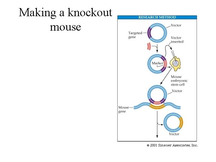 Making a knockout mouse 