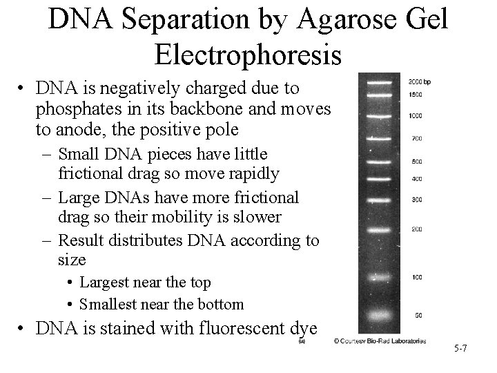 DNA Separation by Agarose Gel Electrophoresis • DNA is negatively charged due to phosphates