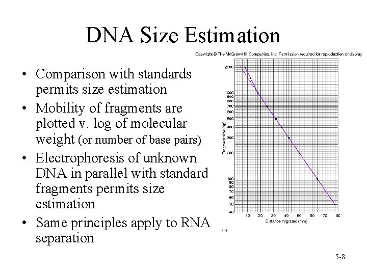 DNA Size Estimation • Comparison with standards permits size estimation • Mobility of fragments