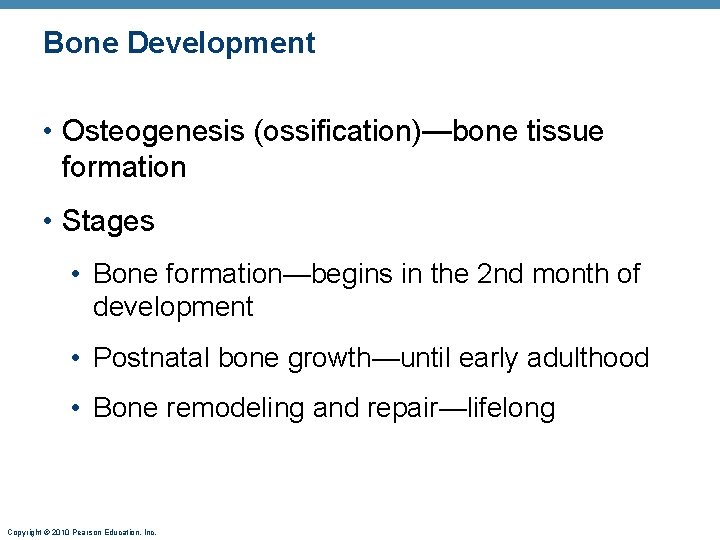 Bone Development • Osteogenesis (ossification)—bone tissue formation • Stages • Bone formation—begins in the