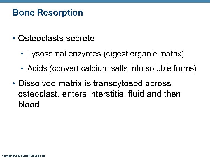 Bone Resorption • Osteoclasts secrete • Lysosomal enzymes (digest organic matrix) • Acids (convert