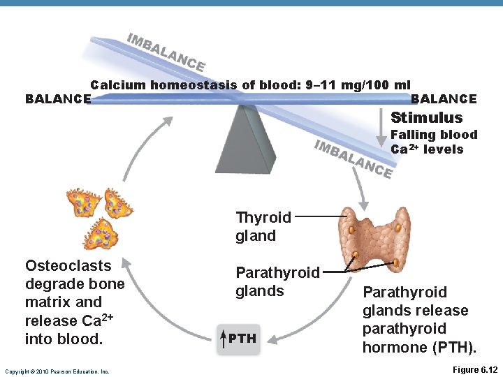 Calcium homeostasis of blood: 9– 11 mg/100 ml BALANCE Stimulus Falling blood Ca 2+