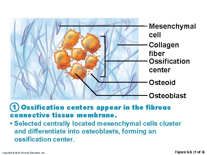 Mesenchymal cell Collagen fiber Ossification center Osteoid Osteoblast 1 Ossification centers appear in the