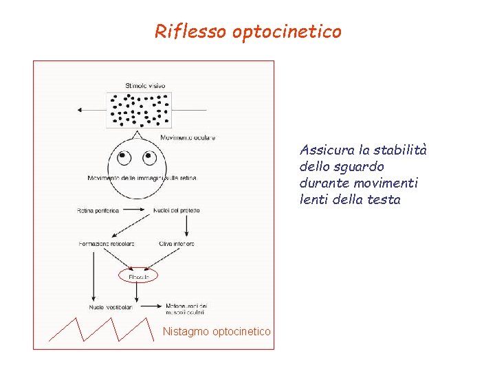 Riflesso optocinetico Assicura la stabilità dello sguardo durante movimenti lenti della testa Nistagmo optocinetico