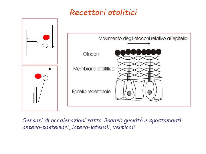 Recettori otolitici Sensori di accelerazioni retto-lineari: gravità e spostamenti antero-posteriori, latero-laterali, verticali 