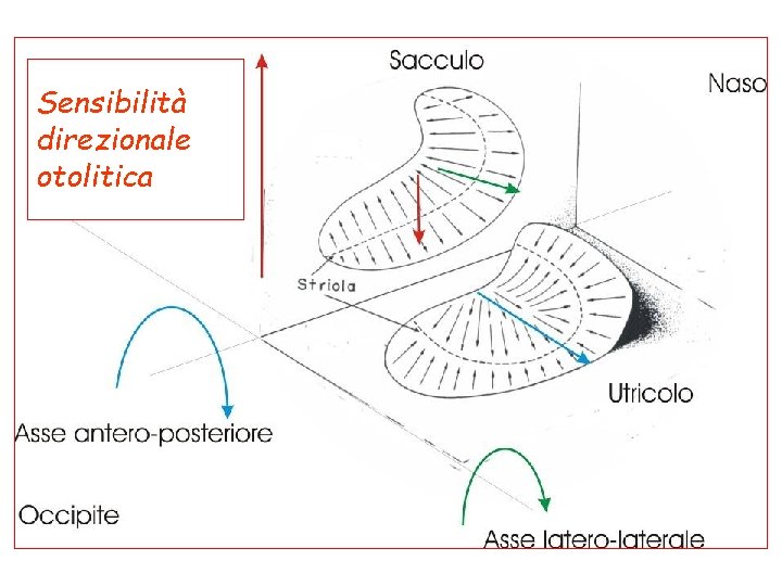 Sensibilità direzionale otolitica 