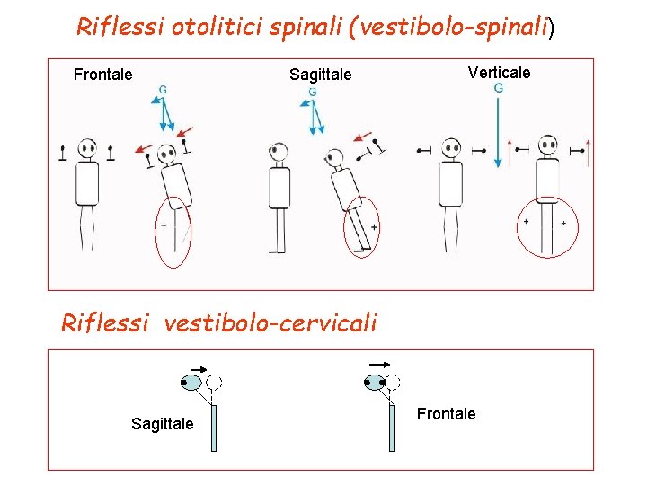 Riflessi otolitici spinali (vestibolo-spinali) Riflessi otolitici e cervicali Frontale Sagittale Verticale Riflessi vestibolo-cervicali Sagittale