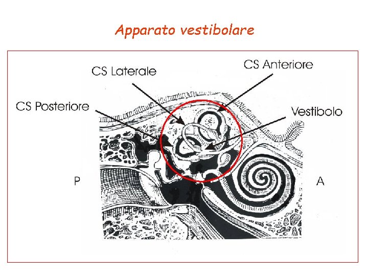 Apparato vestibolare 