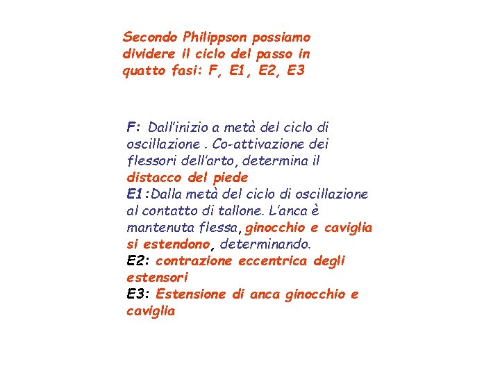 Secondo Philippson possiamo dividere il ciclo del passo in quatto fasi: F, E 1,