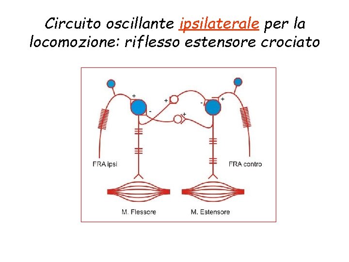 Circuito oscillante ipsilaterale per la locomozione: riflesso estensore crociato 