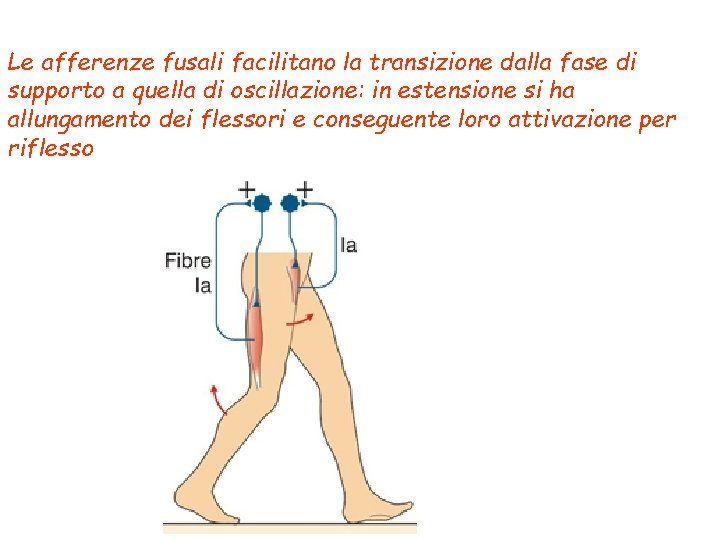 Le afferenze fusali facilitano la transizione dalla fase di supporto a quella di oscillazione: