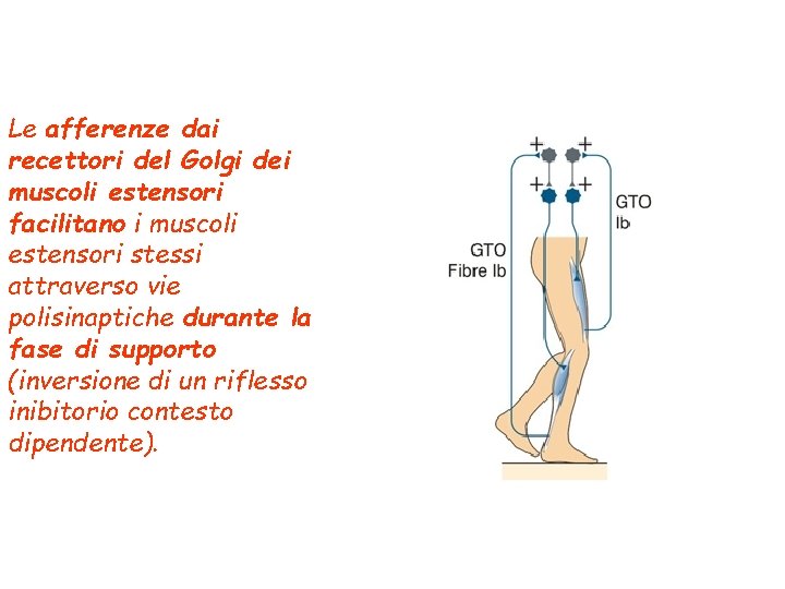 Le afferenze dai recettori del Golgi dei muscoli estensori facilitano i muscoli estensori stessi