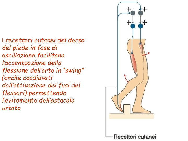 I recettori cutanei del dorso del piede in fase di oscillazione facilitano l’accentuazione della