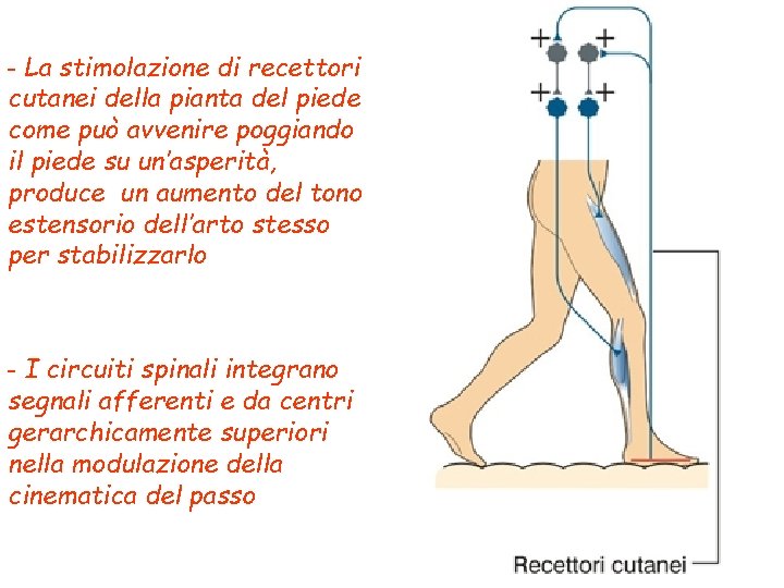 - La stimolazione di recettori cutanei della pianta del piede come può avvenire poggiando