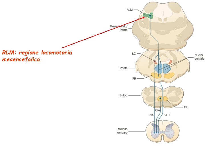 RLM: regione locomotoria mesencefalica. 