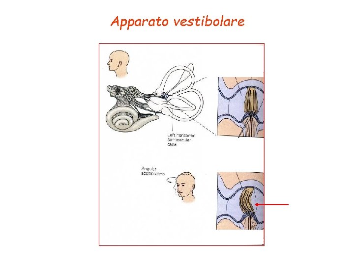 Apparato vestibolare 