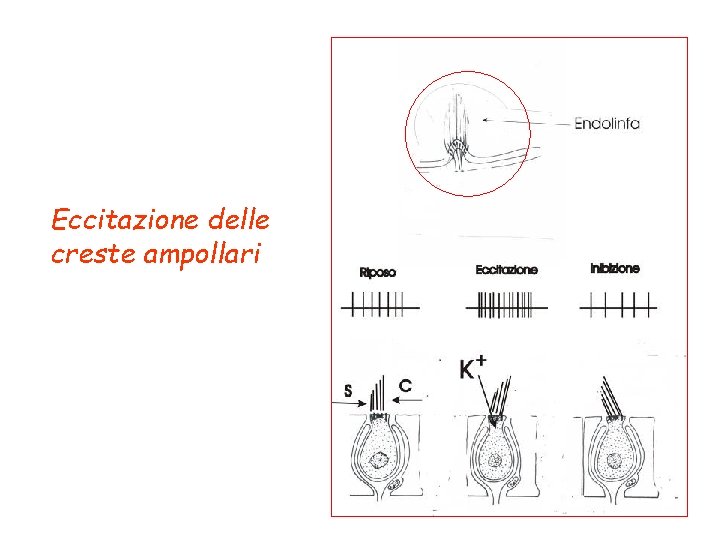 Eccitazione delle creste ampollari 