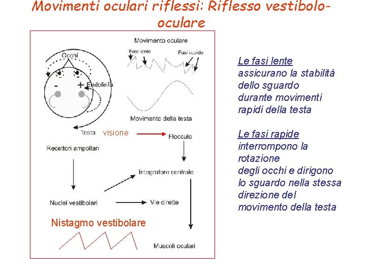 Movimenti oculari riflessi: Riflesso vestibolooculare Le fasi lente assicurano la stabilità dello sguardo durante