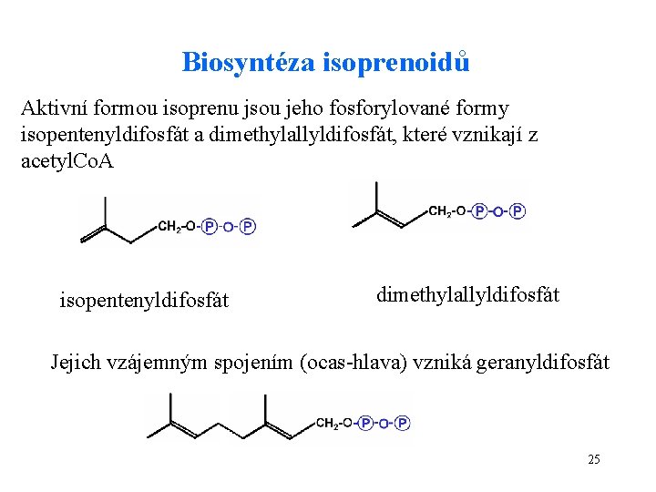 Biosyntéza isoprenoidů Aktivní formou isoprenu jsou jeho fosforylované formy isopentenyldifosfát a dimethylallyldifosfát, které vznikají