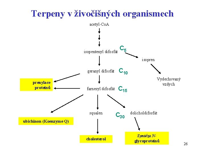 Terpeny v živočišných organismech acetyl-Co. A isopentenyl difosfát C 5 isopren geranyl difosfát prenylace