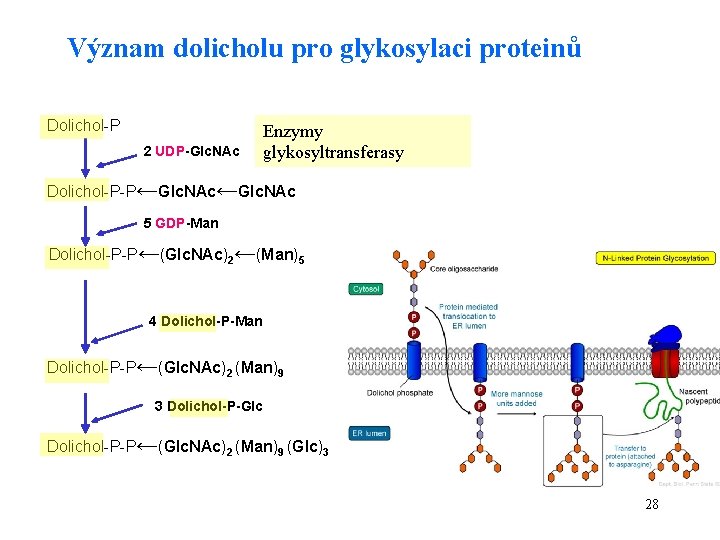 Význam dolicholu pro glykosylaci proteinů Dolichol-P 2 UDP-Glc. NAc Enzymy glykosyltransferasy Dolichol-P-P←Glc. NAc 5