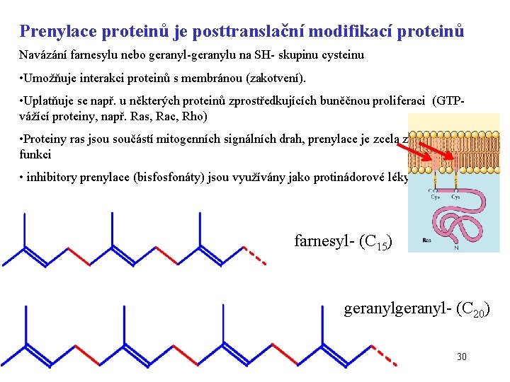 Prenylace proteinů je posttranslační modifikací proteinů Navázání farnesylu nebo geranyl-geranylu na SH- skupinu cysteinu