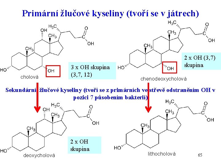 Primární žlučové kyseliny (tvoří se v játrech) cholová 3 x OH skupina (3, 7,