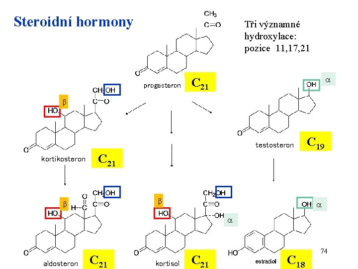 Steroidní hormony Tři významné hydroxylace: pozice 11, 17, 21 progesteron C 21 β testosteron