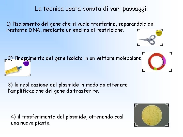 La tecnica usata consta di vari passaggi: 1) l’isolamento del gene che si vuole