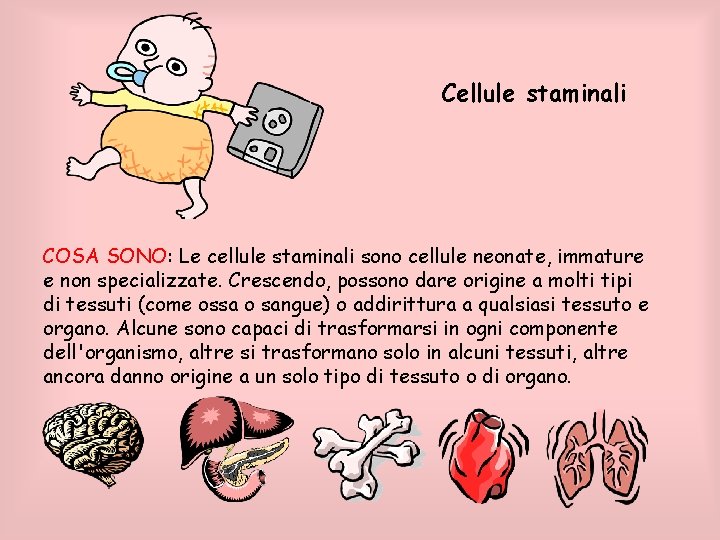 Cellule staminali COSA SONO: Le cellule staminali sono cellule neonate, immature e non specializzate.