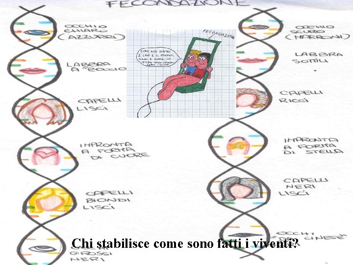 Chi stabilisce come sono fatti i viventi? 