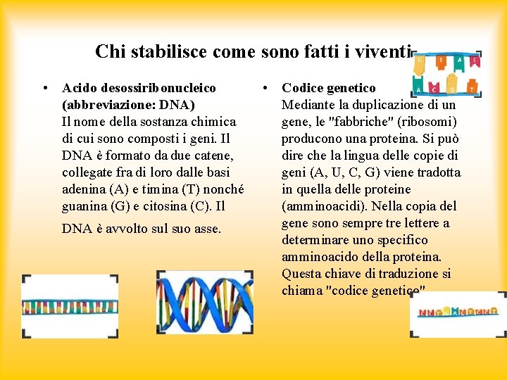 Chi stabilisce come sono fatti i viventi • Acido desossiribonucleico (abbreviazione: DNA) Il nome