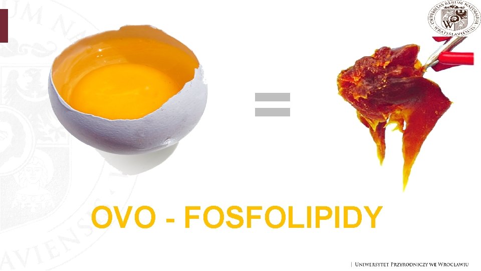 = OVO - FOSFOLIPIDY 