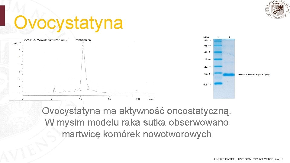 Ovocystatyna ma aktywność oncostatyczną. W mysim modelu raka sutka obserwowano martwicę komórek nowotworowych 