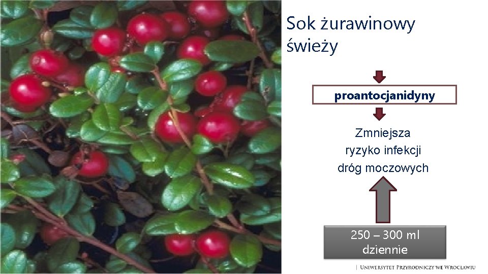 Sok żurawinowy świeży proantocjanidyny Zmniejsza ryzyko infekcji dróg moczowych 250 – 300 ml dziennie