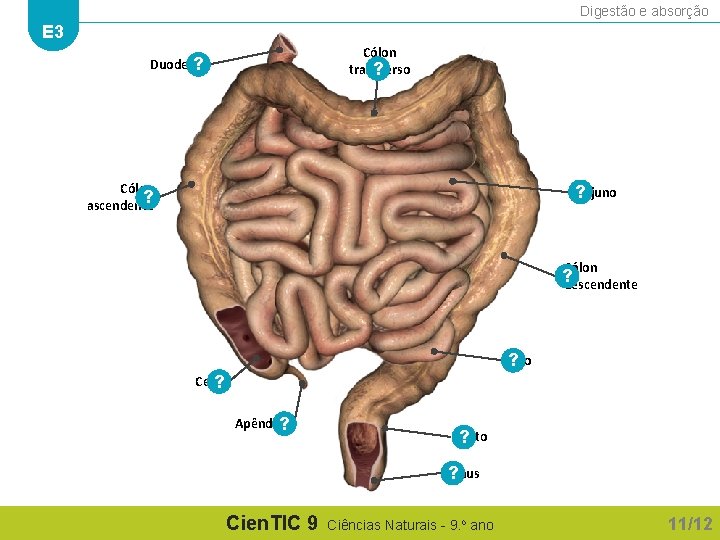 Digestão e absorção E 3 Cólon transverso ? Duodeno ? Cólon ? ascendente ?