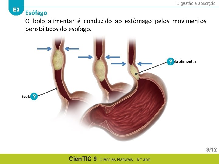 Digestão e absorção E 3 Esófago O bolo alimentar é conduzido ao estômago pelos