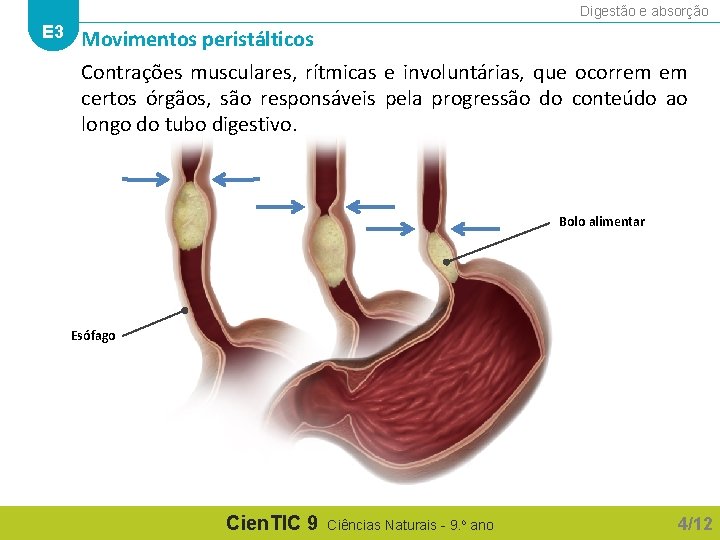 Digestão e absorção E 3 Movimentos peristálticos Contrações musculares, rítmicas e involuntárias, que ocorrem