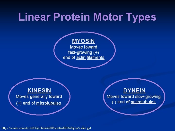 Linear Protein Motor Types MYOSIN Moves toward fast-growing (+) end of actin filaments. KINESIN