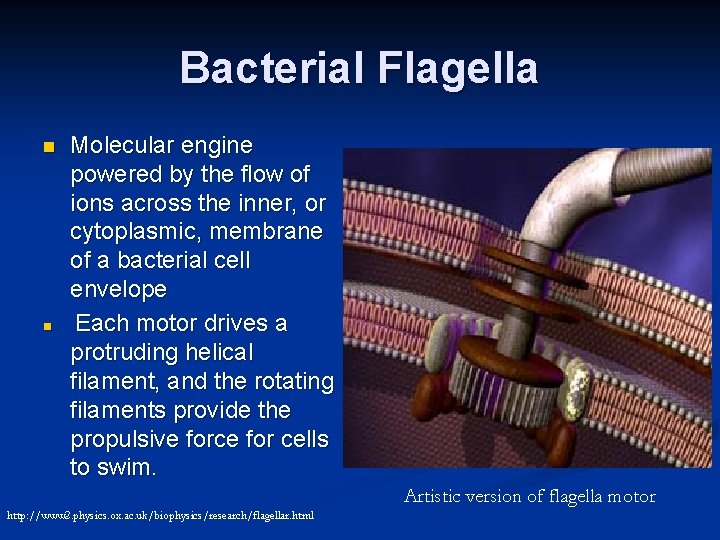 Bacterial Flagella n n Molecular engine powered by the flow of ions across the