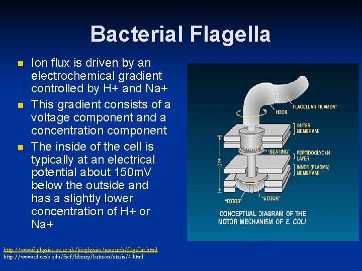 Bacterial Flagella n n n Ion flux is driven by an electrochemical gradient controlled