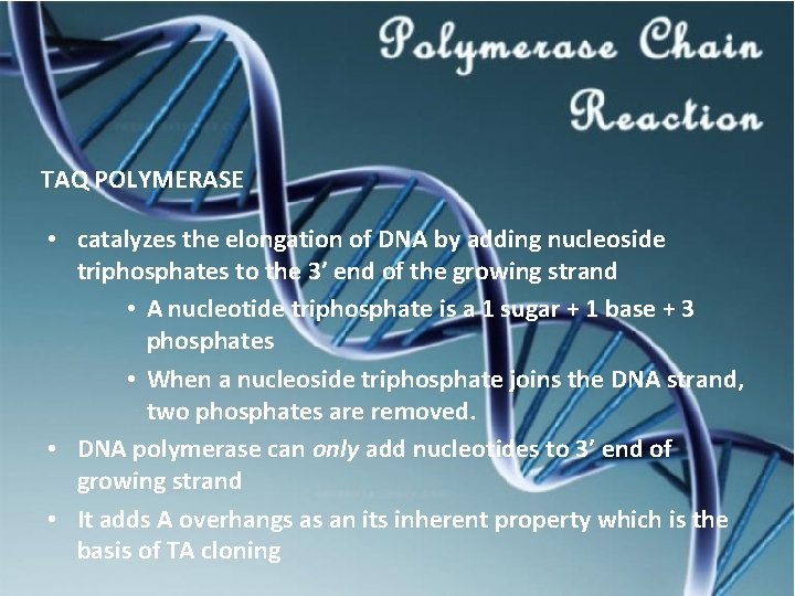 TAQ POLYMERASE • catalyzes the elongation of DNA by adding nucleoside triphosphates to the